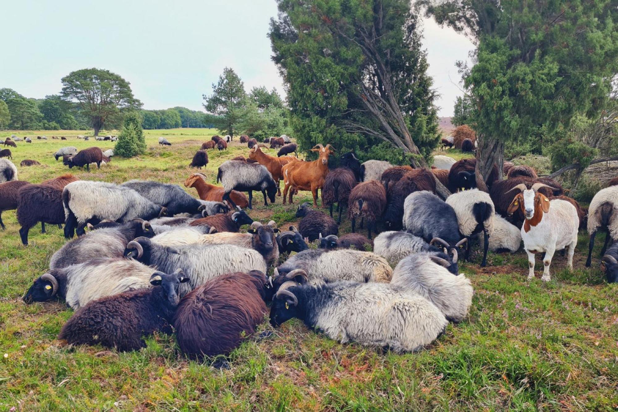 Heide Ferien - Hof Bockelmann Daire Bispingen Dış mekan fotoğraf